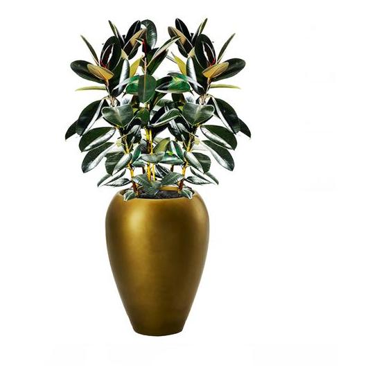 Alqasr AS39 Ficus Elastica