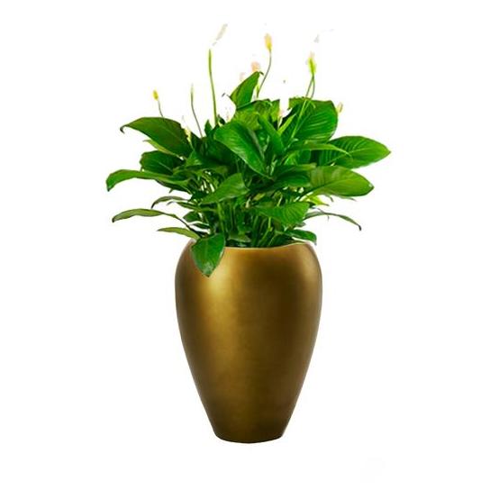 Alqasr AS42 Spathiphyllum
