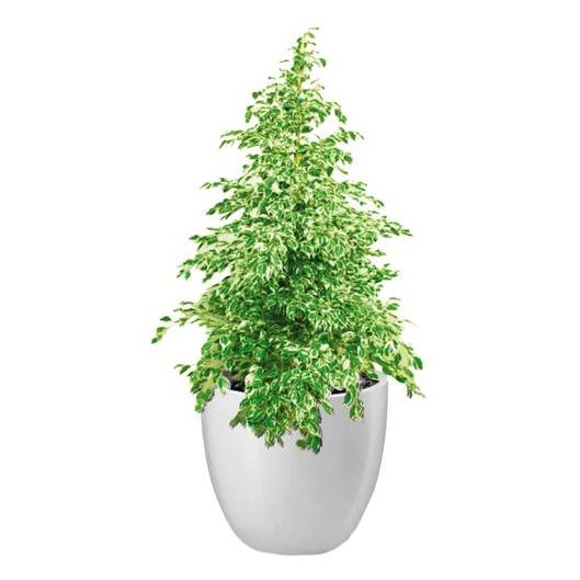 Al Qasr Ficus Starlight CSF15