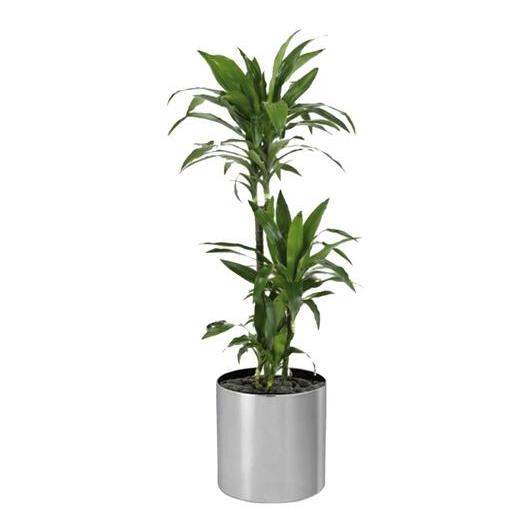 Alqasr CA19 Dracaena Janet