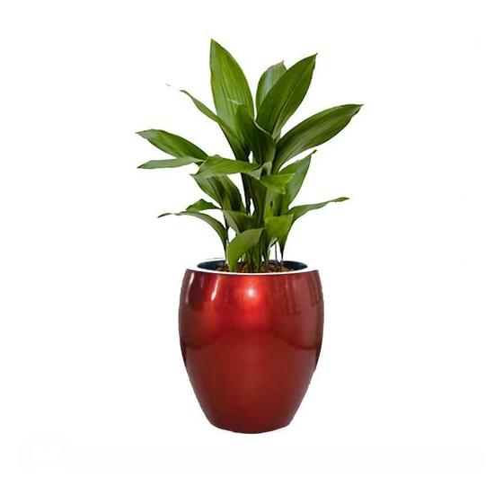 Alqasr CR49 Ellipse Lip- Aspidistra