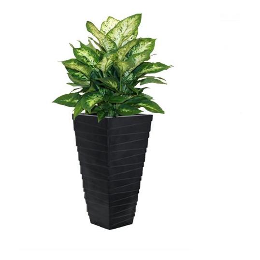 Alqasr CR50 Square Ribbed- Diffenbachia