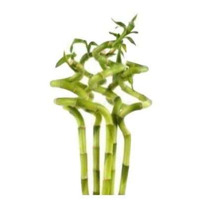 Alqasr VP93 Lucky Bamboo