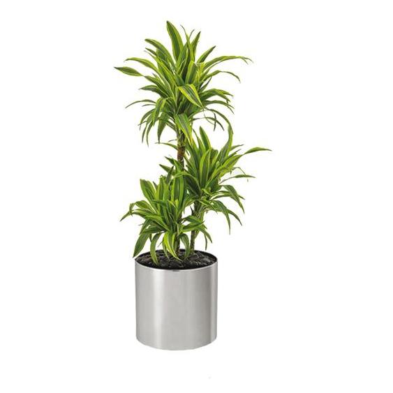 Alqasr CA21 Dracaena Lemon Lime