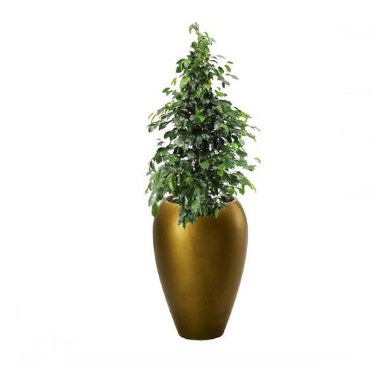 Alqasr AS40 Ficus Danielle