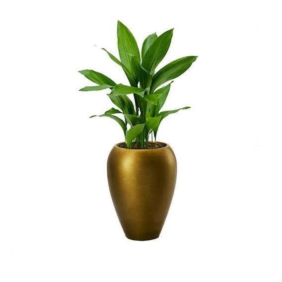 Alqasr AS37 Aspidistra Elastior