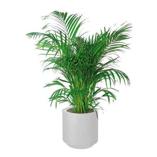 Alqasr Cs01 Areca Palm Buy Online In Guernsey At Guernsey Desertcart Com Productid