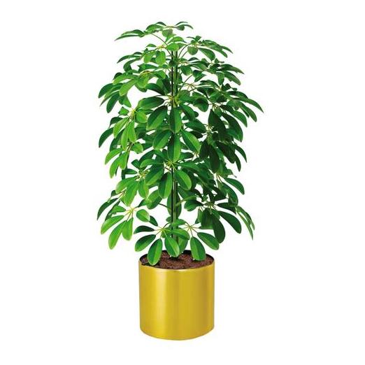 Alqasr CA24 Schefflera Compacta
