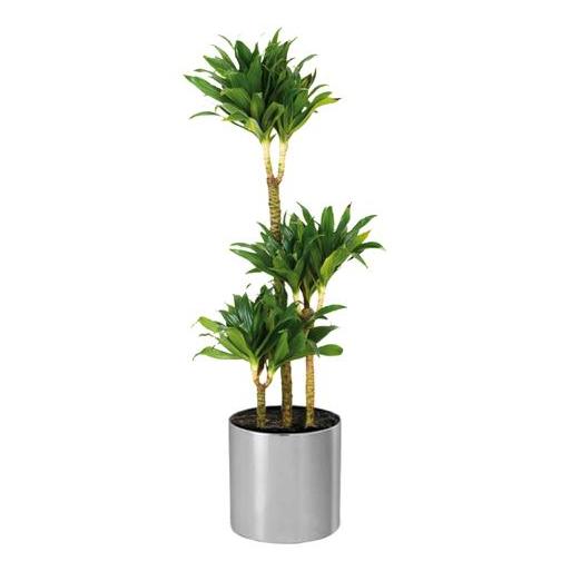 Alqasr CA20 Dracaena Compacta