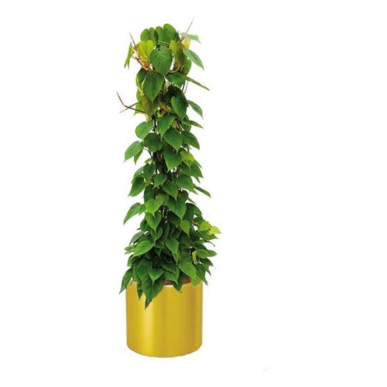 Alqasr CA23 Philodendron Scandens