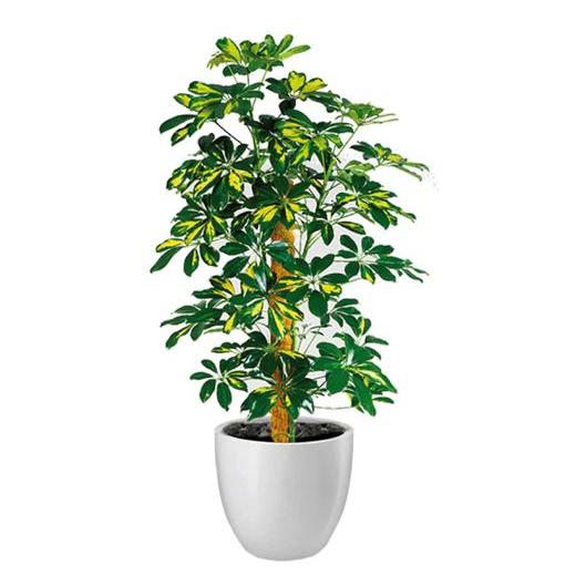 Al Qasr Schefflera Gold Capella CSF13