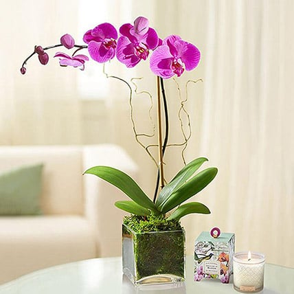 Buy Purple Orchid Plant In Glass Vase Price Specifications