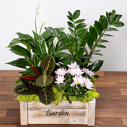 Beautiful Green Garden Box Beautiful Green Garden Box