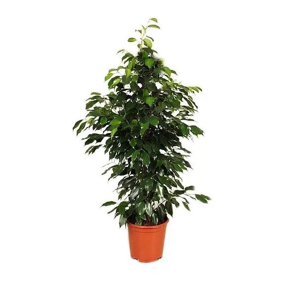 Buy Ficus Benjamina Danielle Plant H100-110cm – Price, Specifications ...